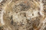 Polished Triassic Petrified Wood Table - Madagascar #303667-2